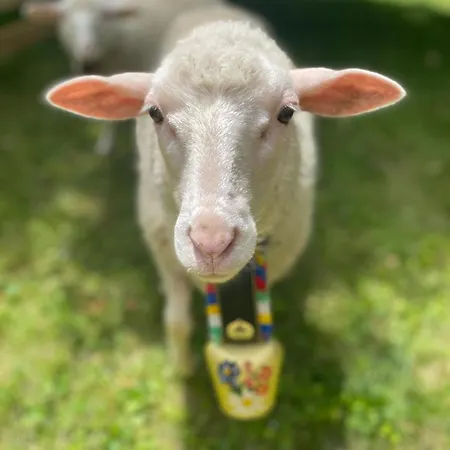 Dom Frana Krala Gasthof